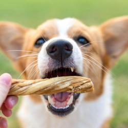 Nature Gnaws Tripe Dog Chews, 4-5" Length (20 ct.)